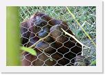 Orangutan_R (3) * Sie ist bekannt für ihre Ausdauer und Geschicklichkeit Werkzeuge zu basteln, um an Leckerbissen ausserhalb des Zauns zu gelangen. * 2579 x 1723 * (1.35MB)